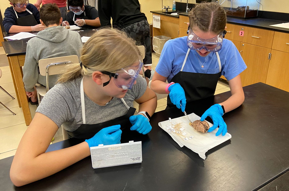 Middle School students dissecting a small animal brain